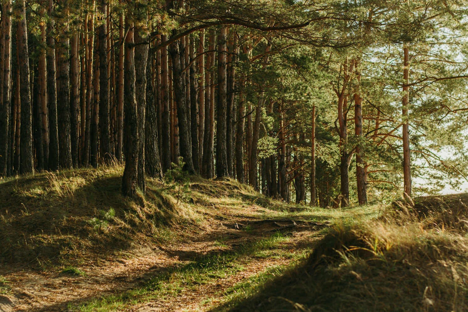 Alfresco wellness: the path to health is green, grassy and lined with trees