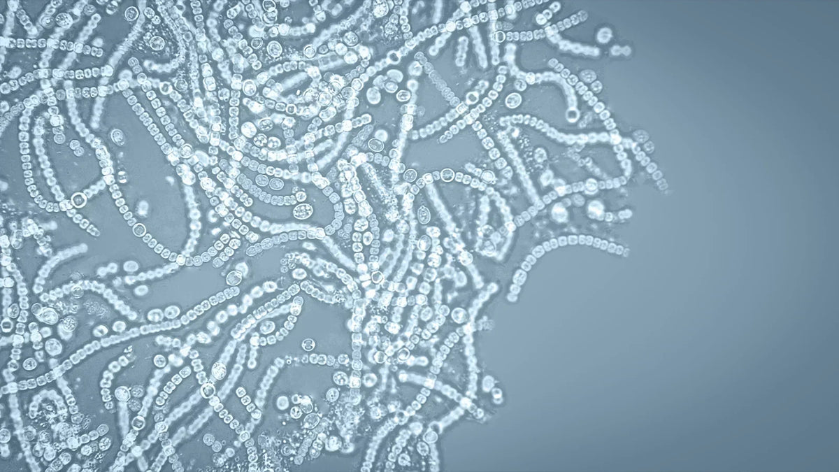 From bugs to brain: unravelling the GABA signalling networks in the brain-gut-microbiome axis
