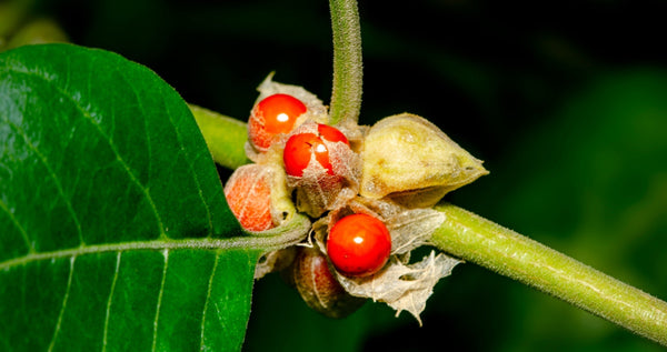 Ashwagandha berries on branch