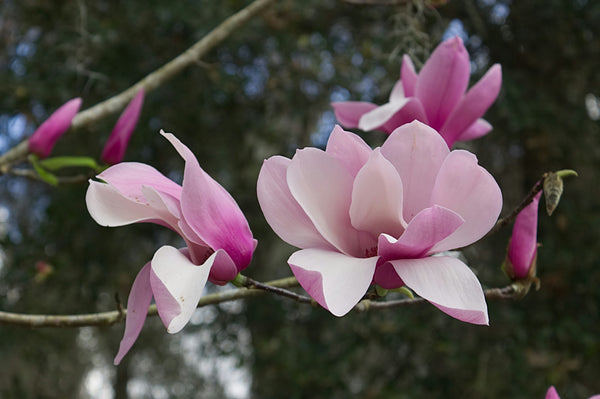 Magnolia blossom