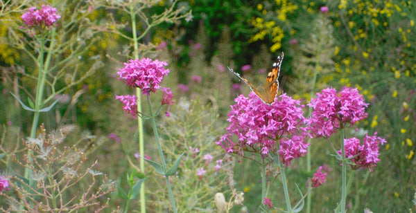 Why Bother with Botanical Alternatives to Alcohol?