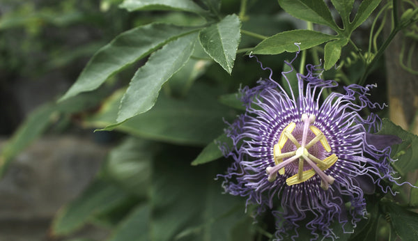 Ingredient spotlight: Passionflower