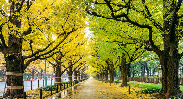 Ginkgo Biloba: miracle tree from prehistory